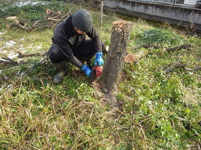 1月伐採2