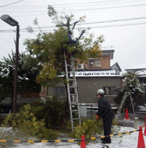 公園剪定 はしご