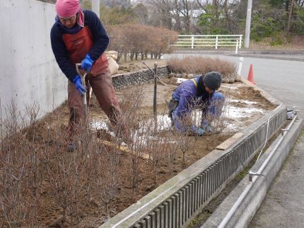 ドウダン植栽中