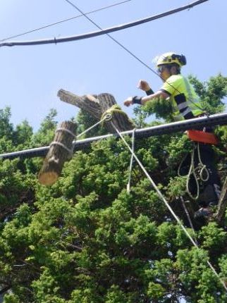 ハリエンジュ伐採2