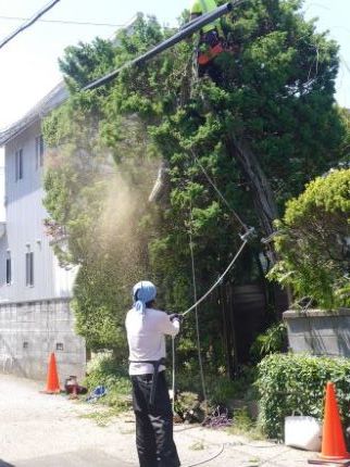 ハリエンジュ伐採3