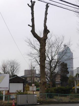 枝打ちユリノキ