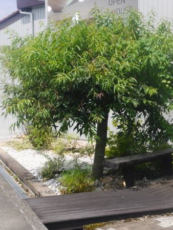 シラカシ剪定前