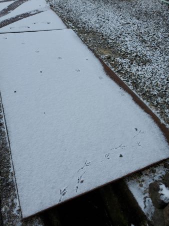 雪上の足跡