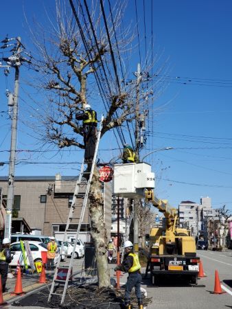 冬季街路樹剪定