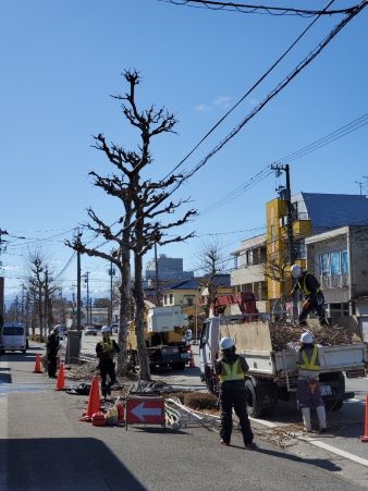 プラタナス剪定片付け