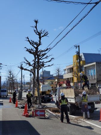 プラタナス剪定片付け