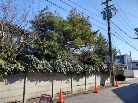 伐採前