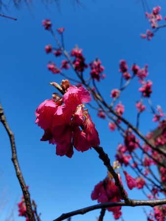 寒緋桜