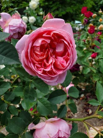 イングリッシュローズ