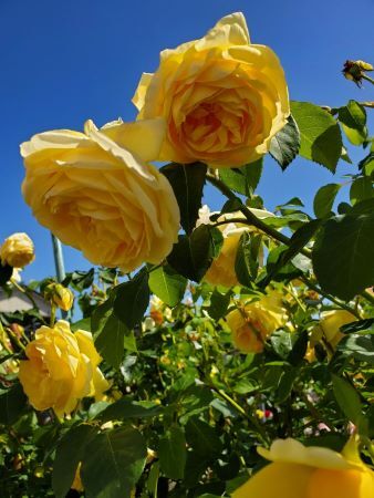 グラハムトーマス