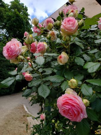 ピエールドロンサール