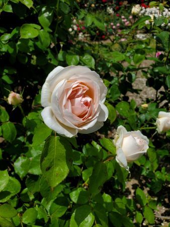 香り素晴らしい