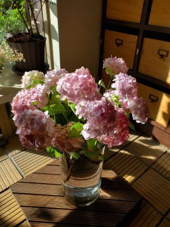 アジサイピンク