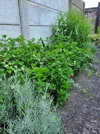 ハーブガーデン